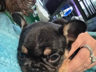 French Bulldog dogs for sale: Padme Amidala - Ad 2