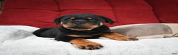 Rottweiler dogs for sale: Griffin / Mocha – Santos Ad-Dirah - Ad 17