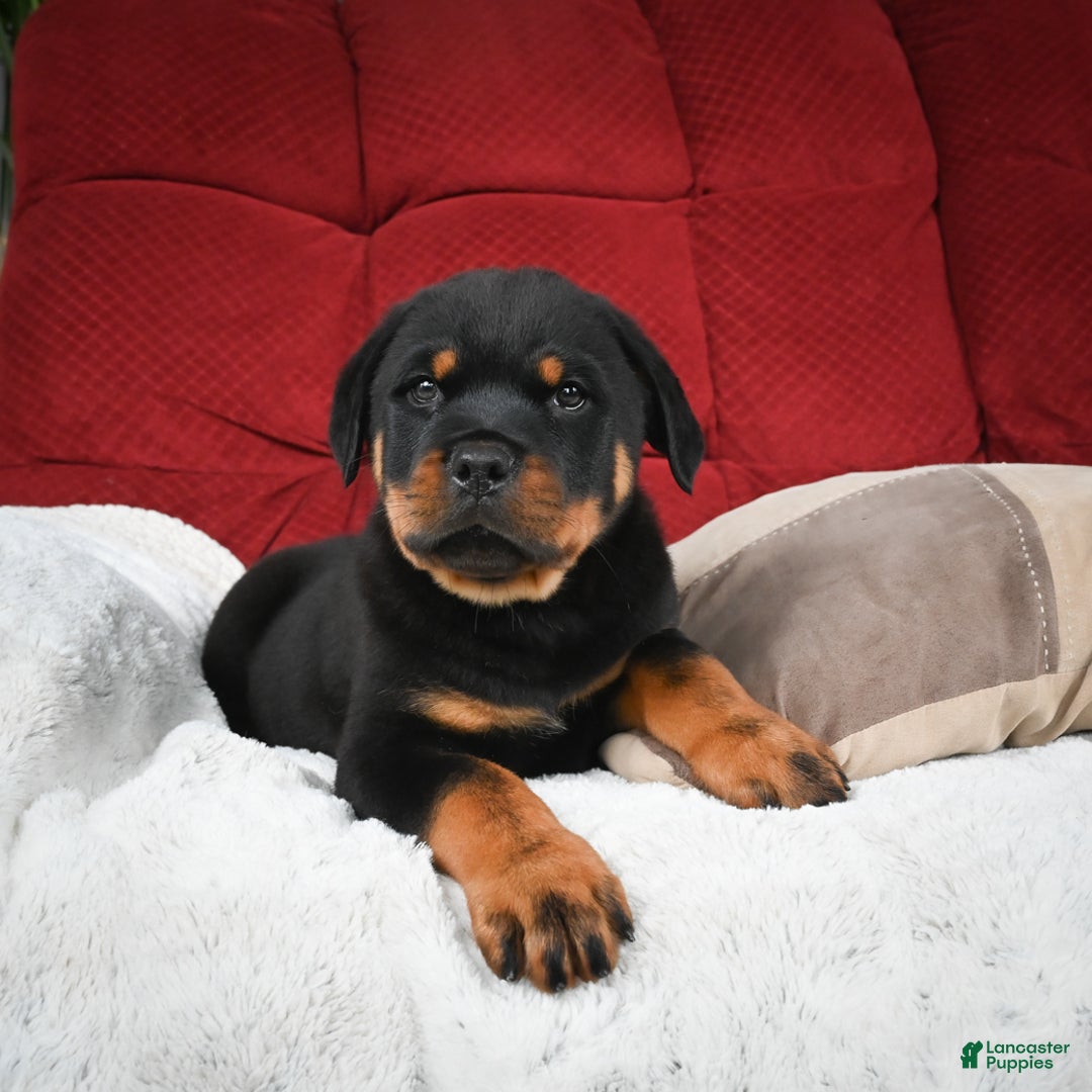 Rottweiler dogs for sale: Griffin / Mocha – Santos Ad-Dirah - Ad 17