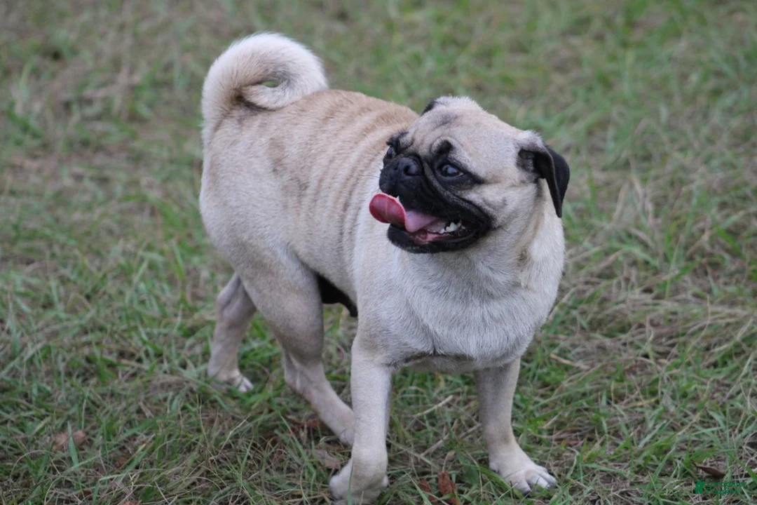 Pug dogs for sale: Montie - Ad 6