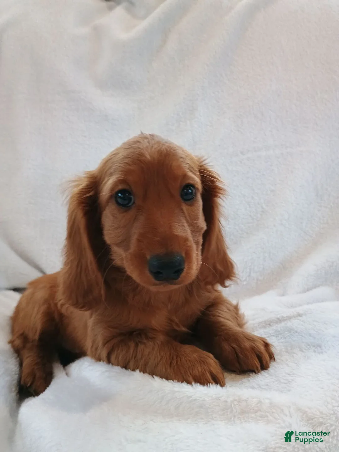 Miniature Dachshund dogs for sale: Sammy  - Ad 5