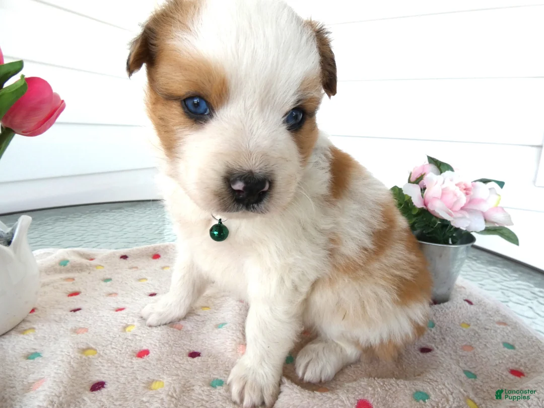 Border Collie dogs for sale: Border Collie Puppy 4 Kato - Ad 1