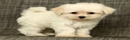 Maltese dogs for sale: Bobby - Ad 8