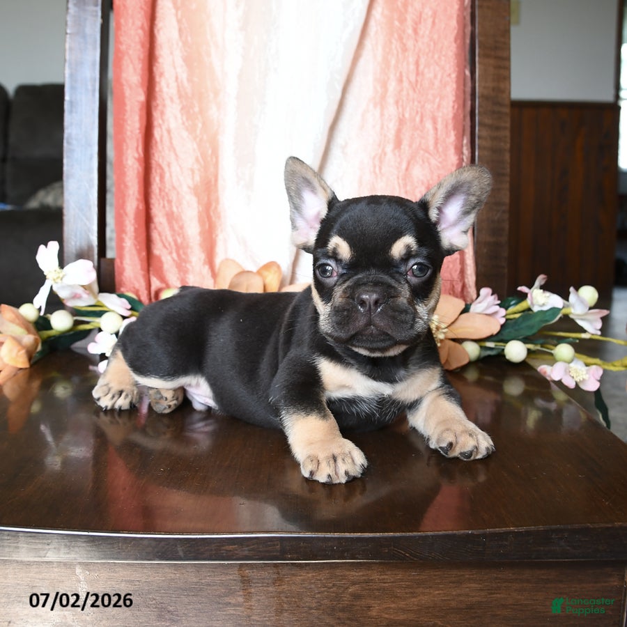 French Bulldog dogs Hadlee - Ad 2