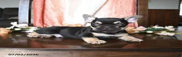 French Bulldog dogs for sale: Hadlee - Ad 2