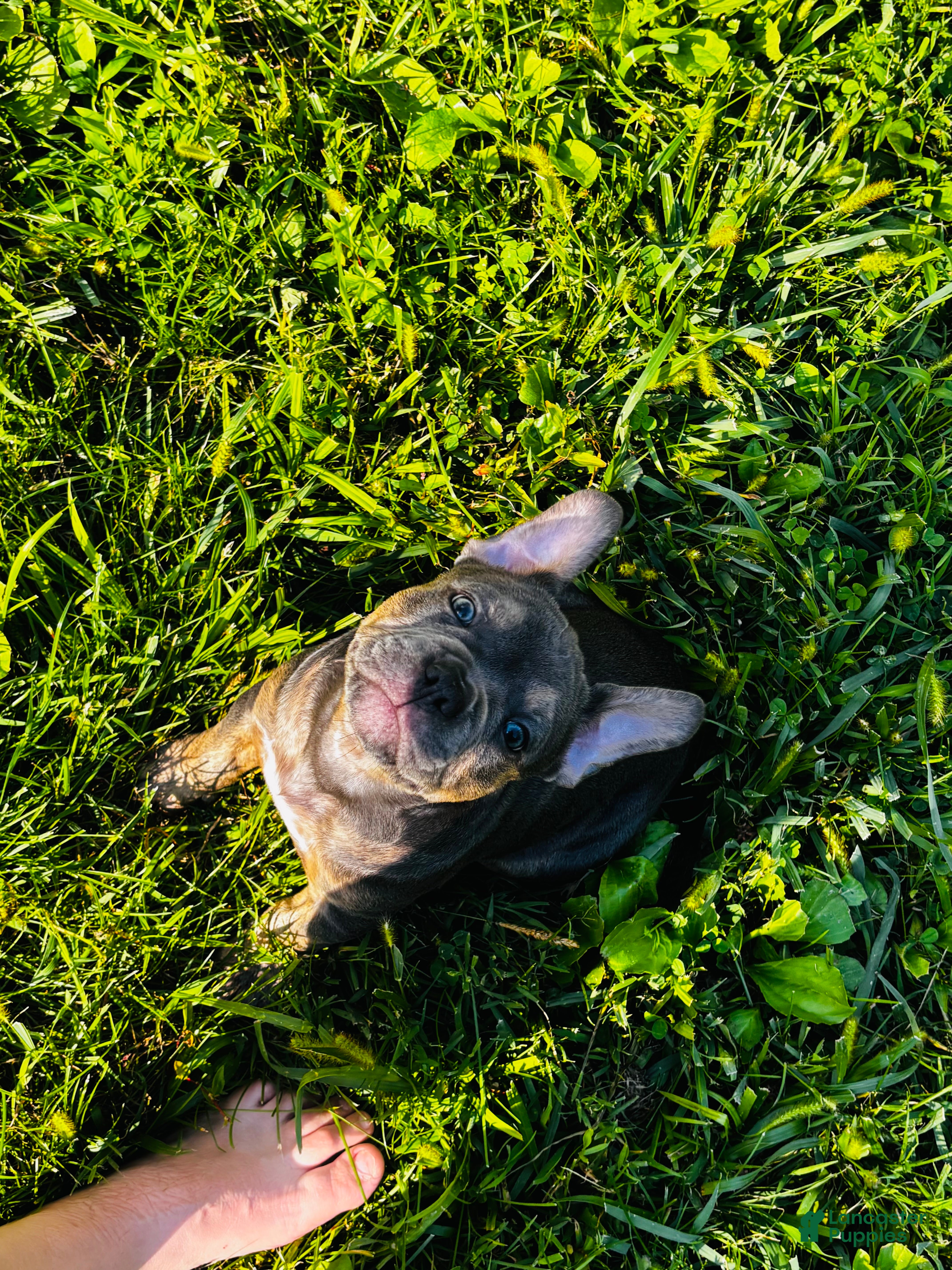 American Bully dogs Bluey  - Ad 1