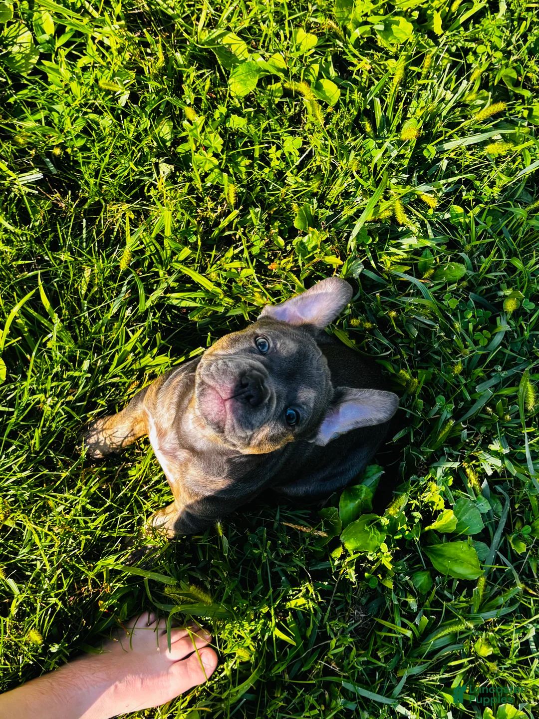 American Bully dogs for sale: Bluey  - Ad 1