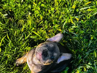 American Bully dogs Bluey - Ad 1