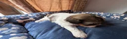 Shih Tzu dogs for sale: AKC Shih Tzu 1 Bentley  - Ad 4