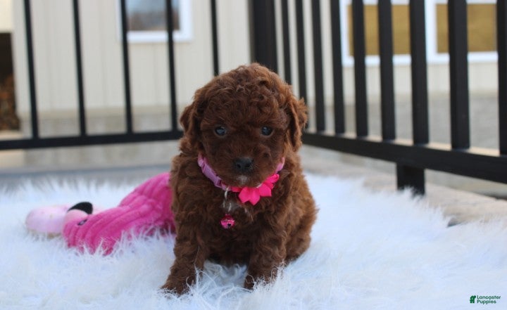 Toy Poodle dogs Macy - Ad 1