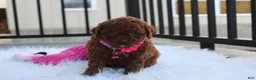 Toy Poodle dogs for sale: Macy - Ad 1