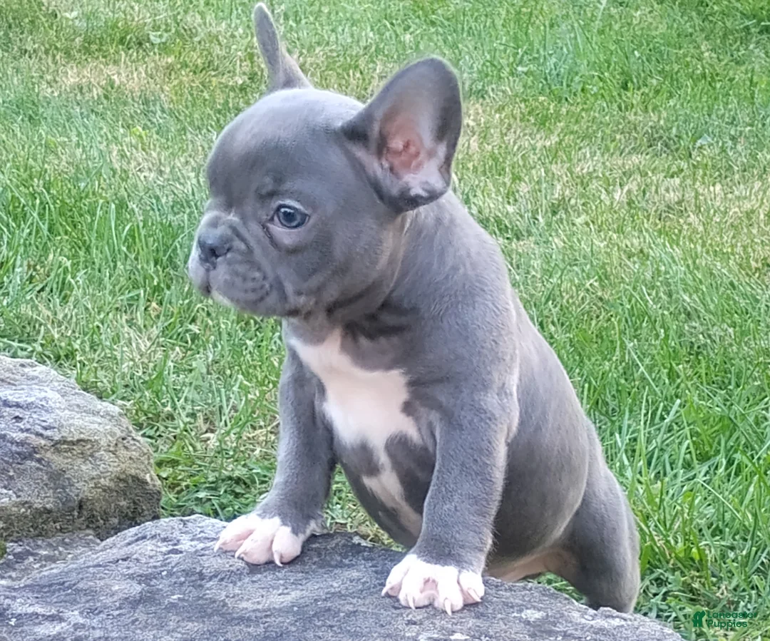 French Bulldog dogs for sale: Asher - Ad 2
