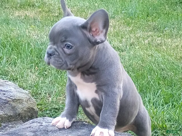 French Bulldog dogs for sale: Asher - Ad 2