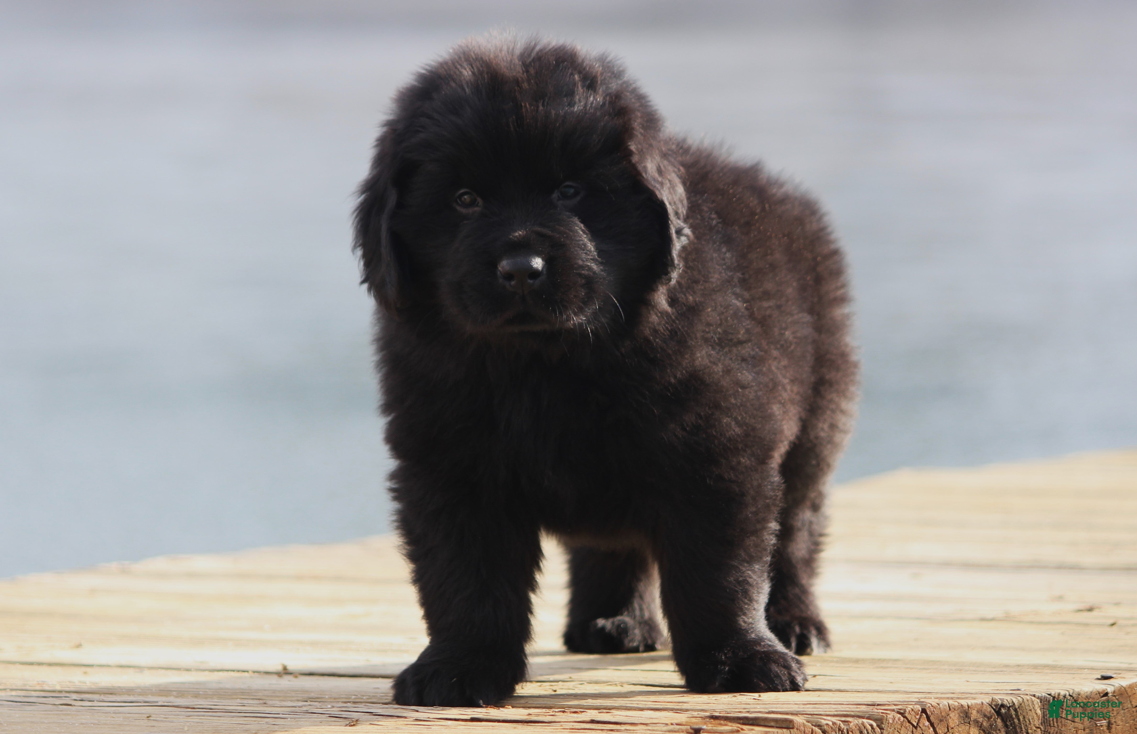 Newfoundland dogs Tuck - pending - Ad 37