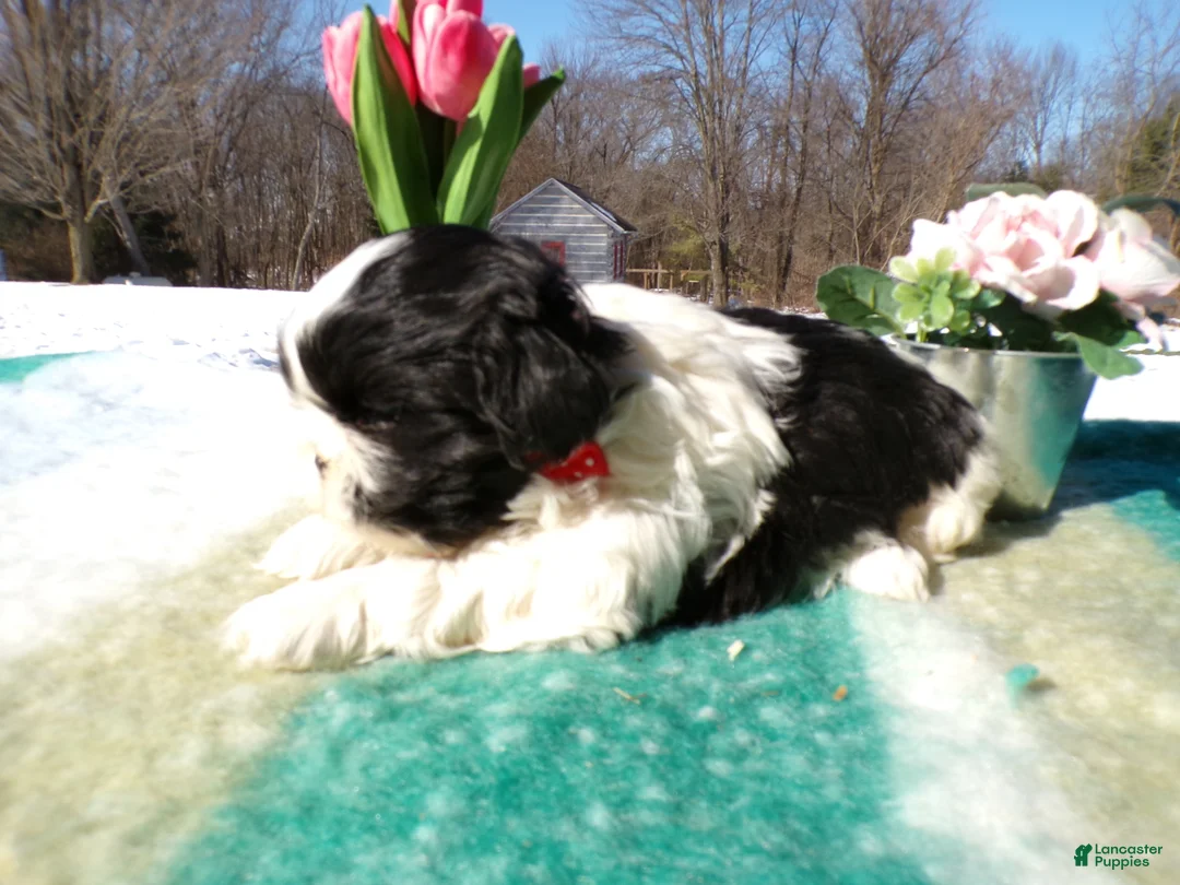 Shih Tzu dogs for sale: Shih Tzu Puppy 1 Milo - Ad 3