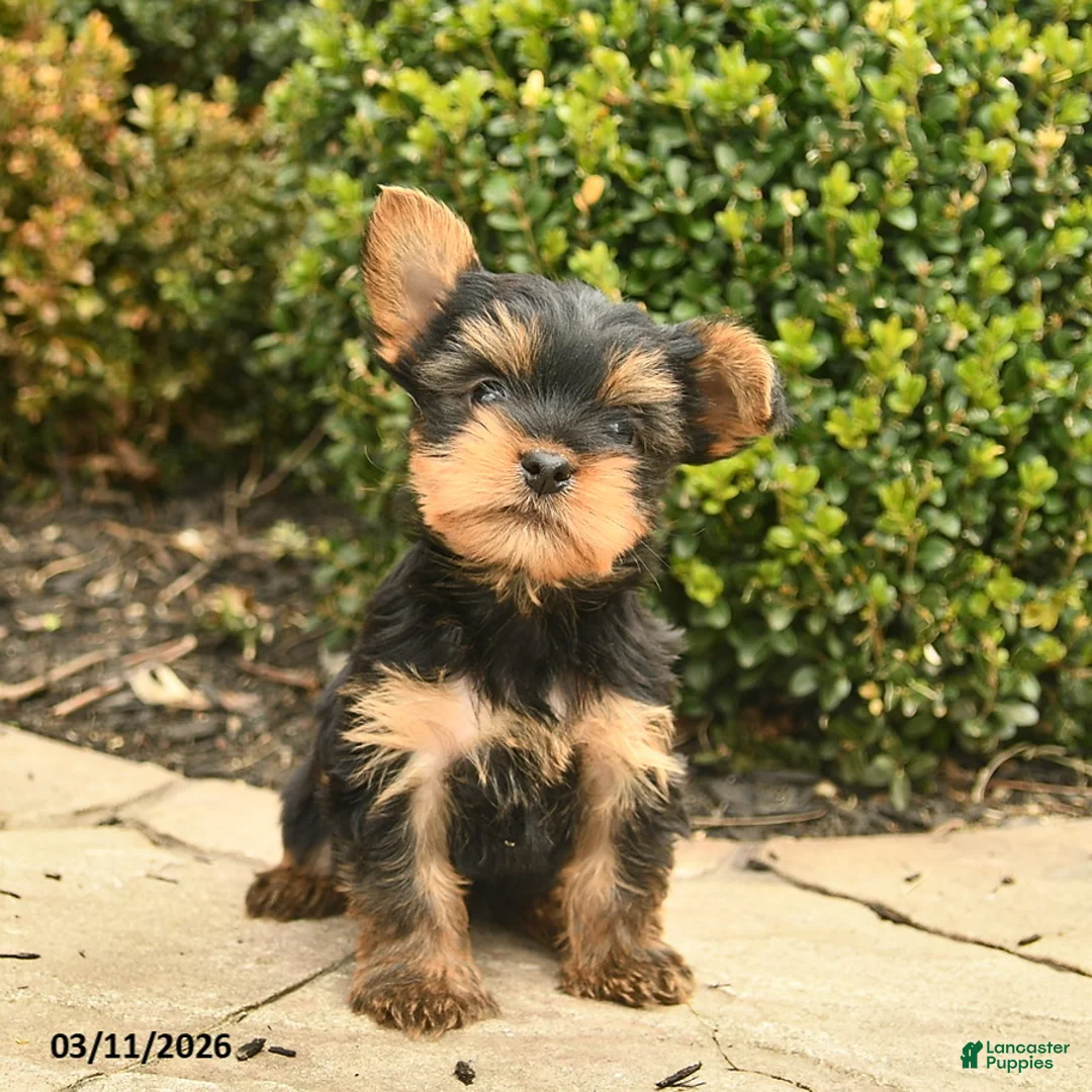Yorkshire Terrier dogs for sale: Jayce  - Ad 2