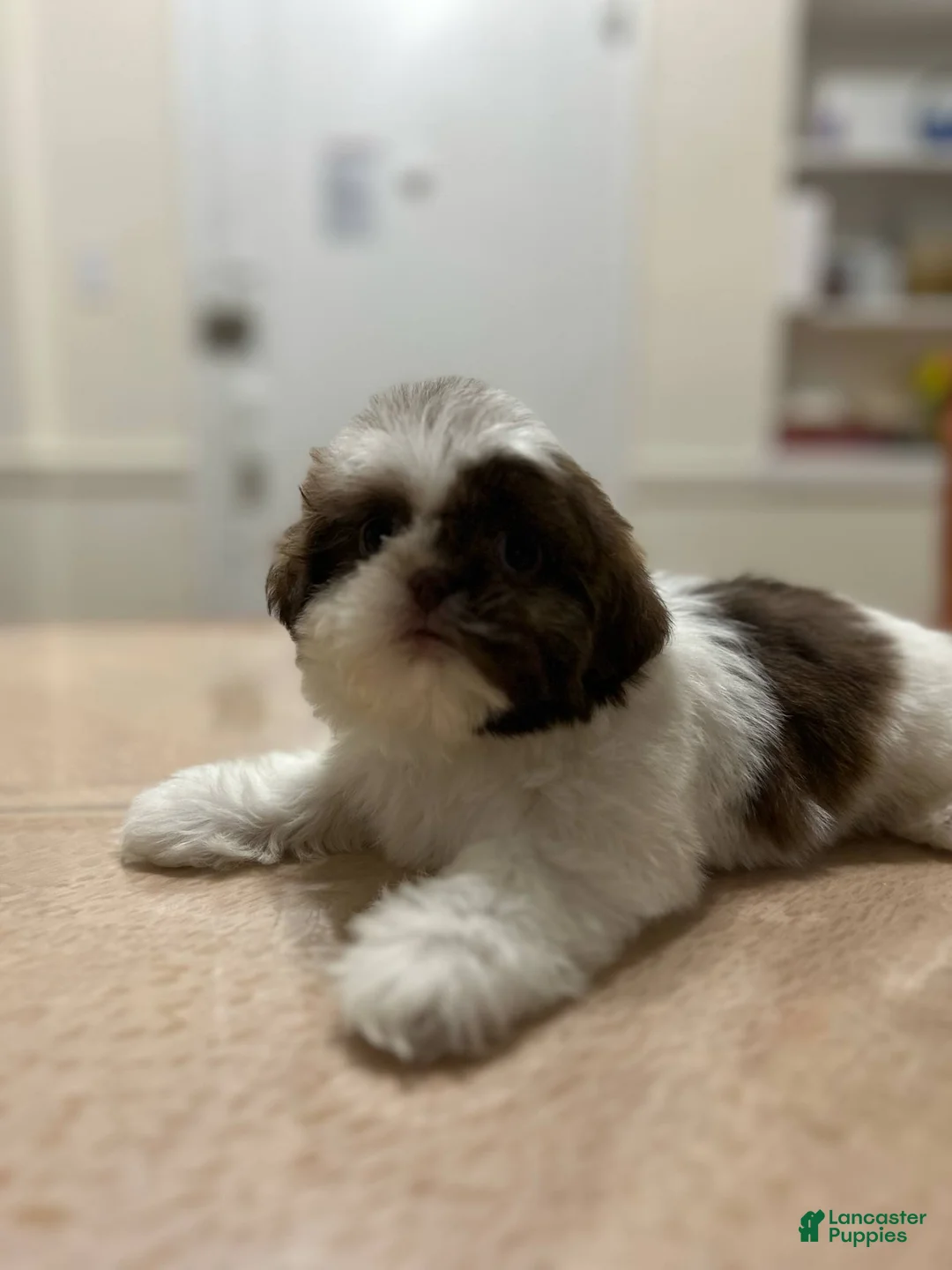 Shih Tzu dogs for sale: Sadie - Ad 1