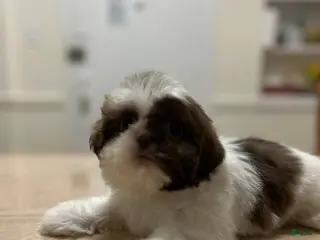 Shih Tzu dogs Sadie - Ad 30