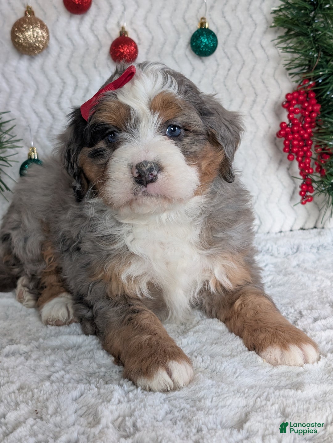 Mini Bernedoodle dogs for sale: Mini Hayes - Ad 12