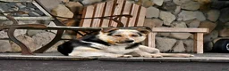 Mixed Breed dogs for sale: Olive  - Ad 6