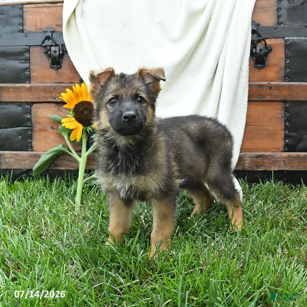 German Shepherd dogs for sale: Orchid - Ad 2