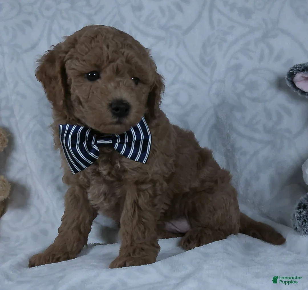 Mini Goldendoodle dogs for sale: Leo - Ad 4