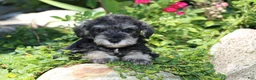 Miniature Schnauzer dogs for sale: Tucker - Ad 5