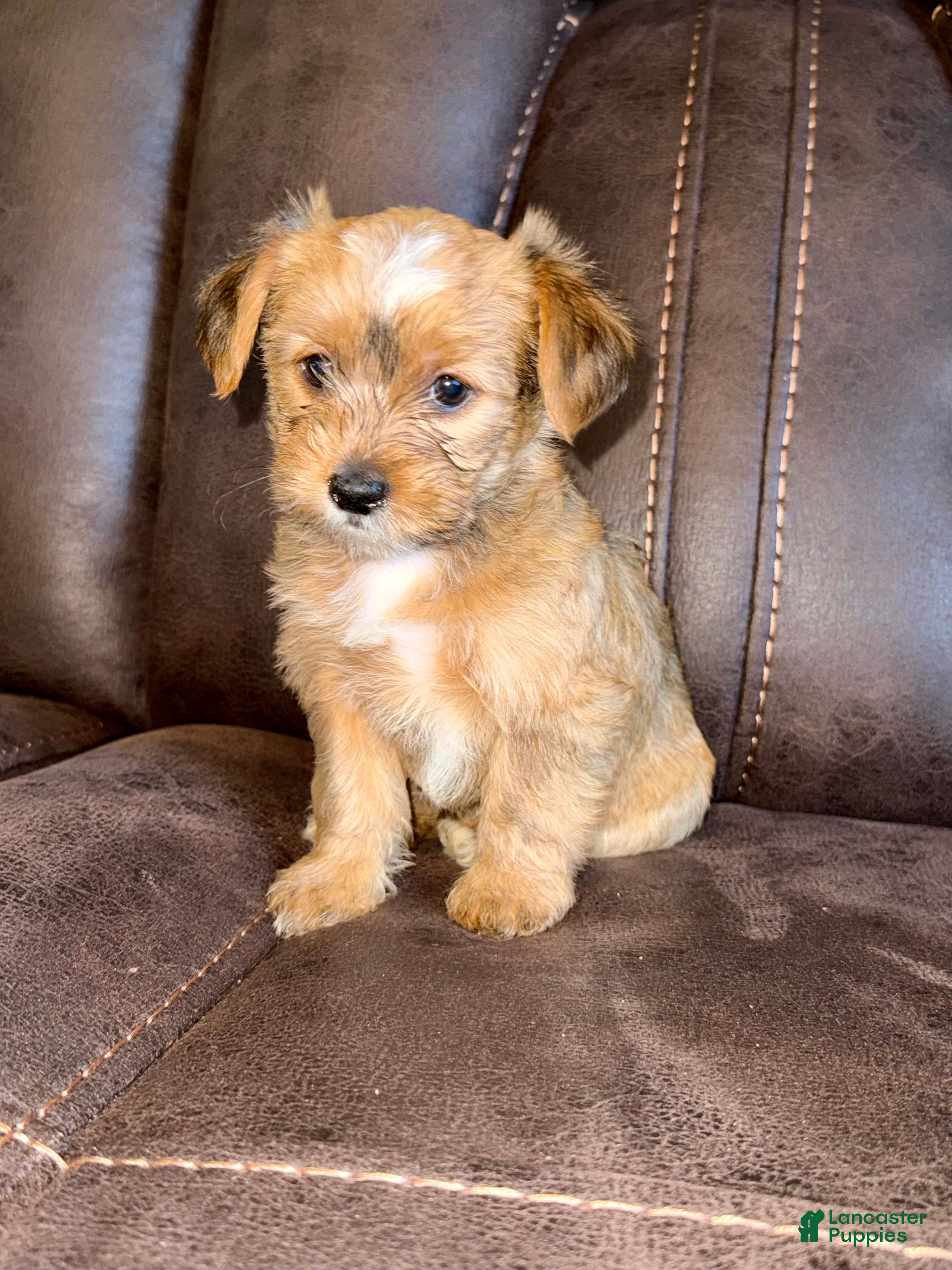 Yorkshire Terrier dogs Yorkshire Terrier 1 - Ad 30
