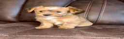 Yorkshire Terrier dogs for sale: Yorkshire Terrier 1 - Ad 1