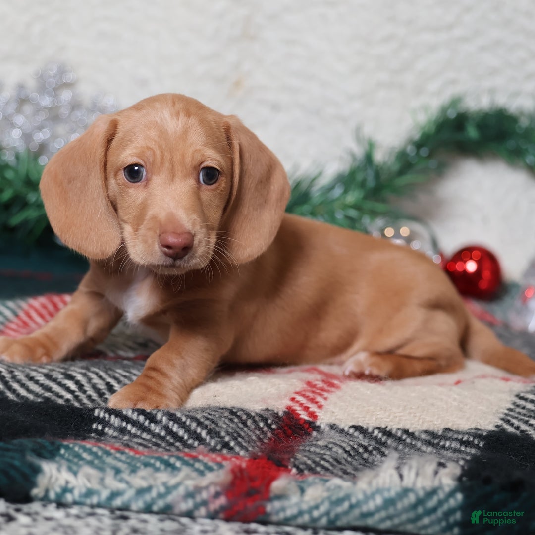 Dachshund dogs for sale: Sabre - Ad 2