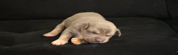American Bully dogs for sale: Mr.Vegas - Ad 14