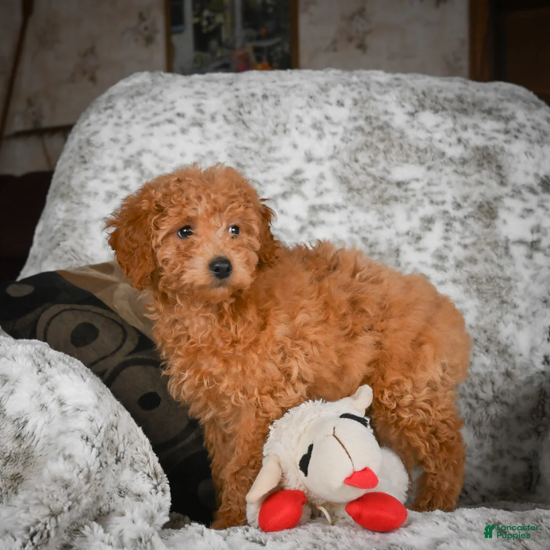 Cavapoo dogs for sale: Candy - Ad 9