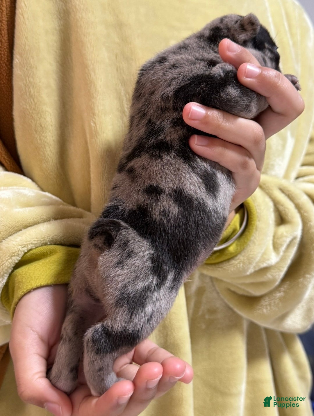 French Bulldog dogs for sale: Prince - Ad 3