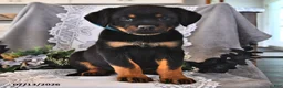 Rottweiler dogs for sale: Paddy - Ad 3