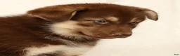 Gerberian Shepsky dogs for sale: Megan - Ad 5