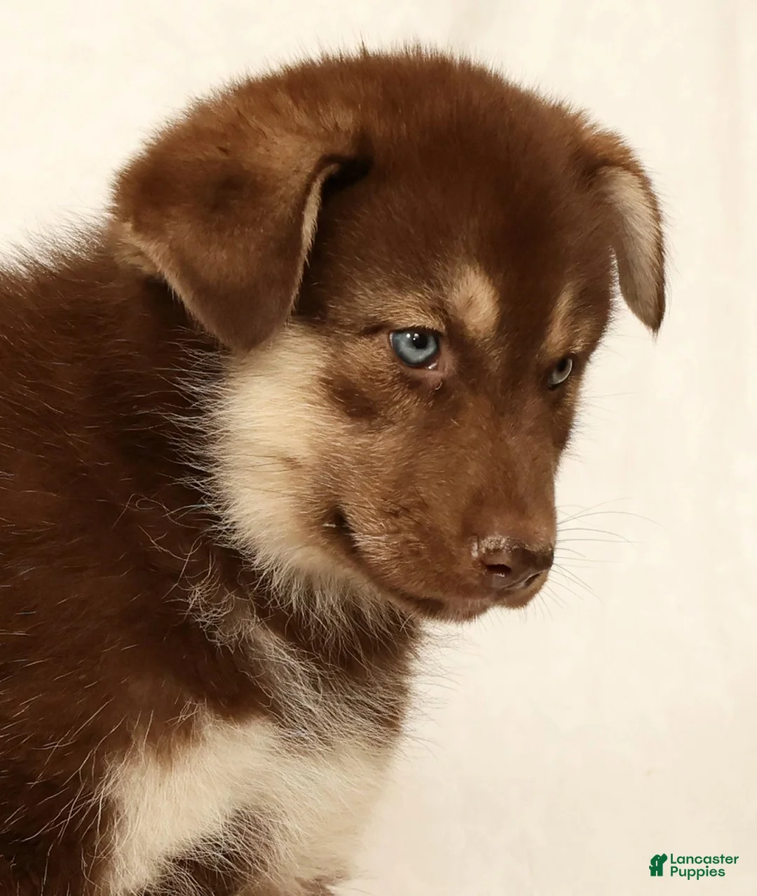 Gerberian Shepsky dogs for sale: Megan - Ad 5