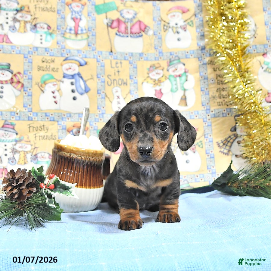 Miniature Dachshund dogs Mia  - Ad 26