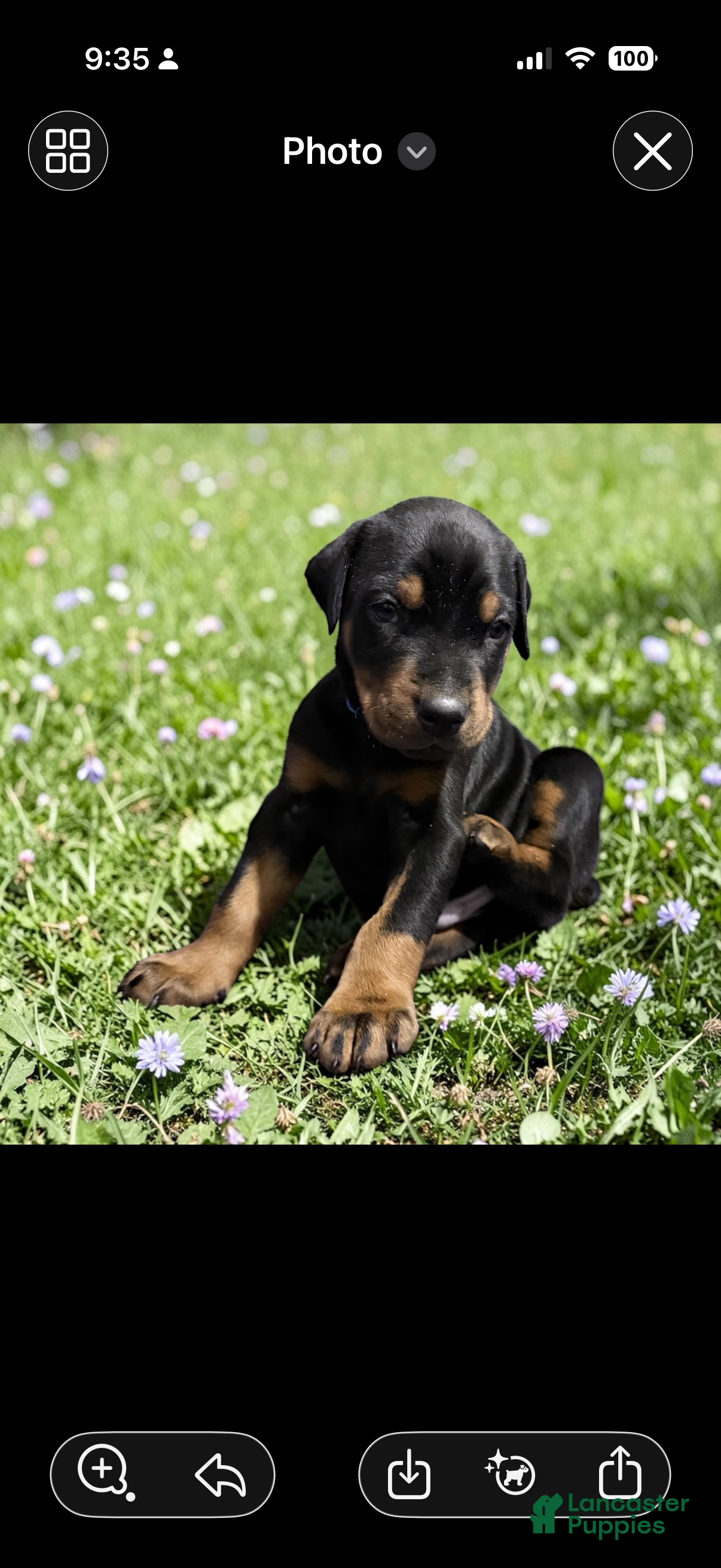 Doberman Pinscher dogs Doberman Pinscher Puppy 5 - Ad 24