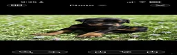 Doberman Pinscher dogs for sale: Doberman Pinscher Puppy 5 - Ad 1