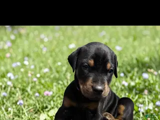 Doberman Pinscher dogs Doberman Pinscher Puppy 5 - Ad 24