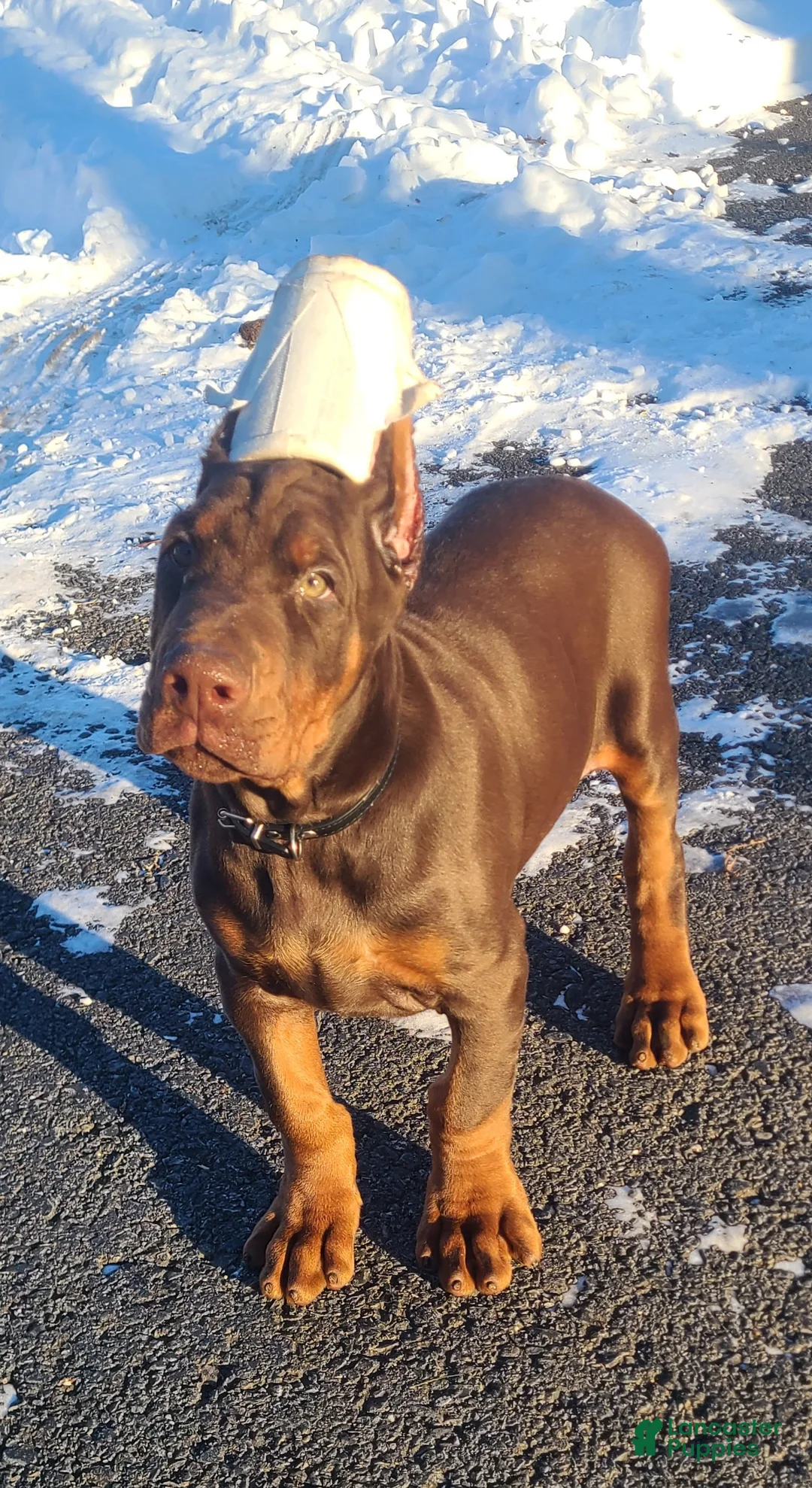 Doberman Pinscher dogs for sale: Gustav  - Ad 16