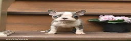 Boston Terrier dogs for sale: Tiny - Ad 4