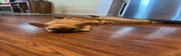 French Bulldog dogs for sale: Chungus(teal) - Ad 5