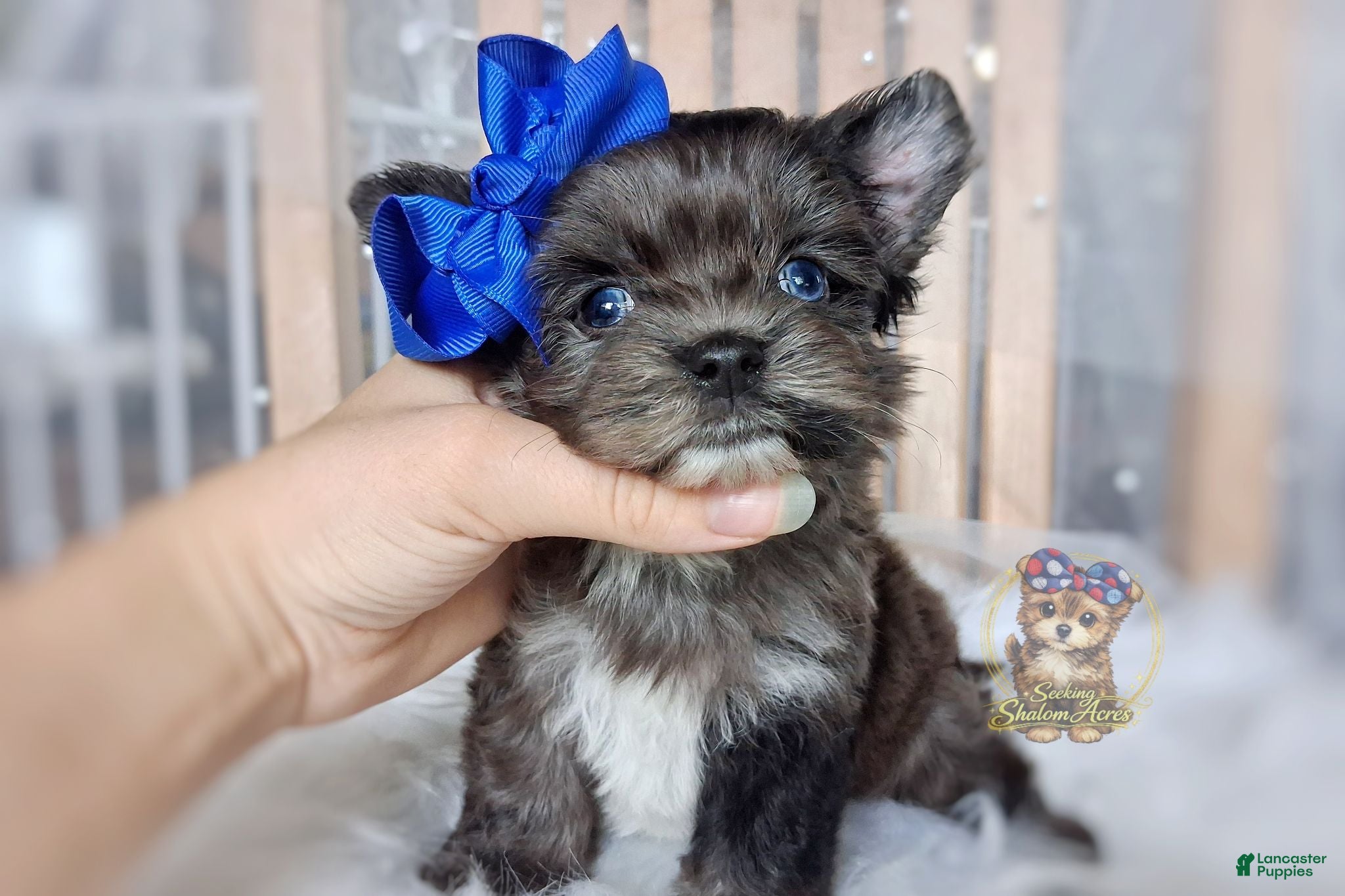 Morkie dogs Rare Merle Maui - Ad 14