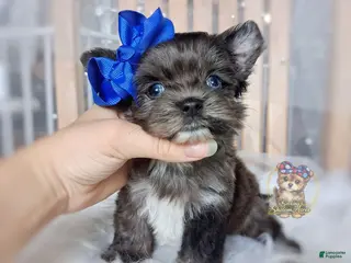 Morkie dogs Rare Merle Maui - Ad 7