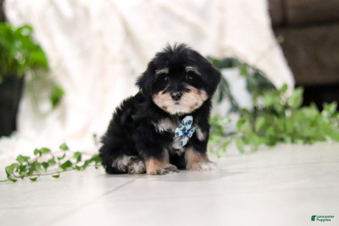 Morkie dogs for sale: Bandit - Ad 2