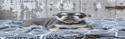 French Bulldog dogs for sale: Lucy - Ad 4