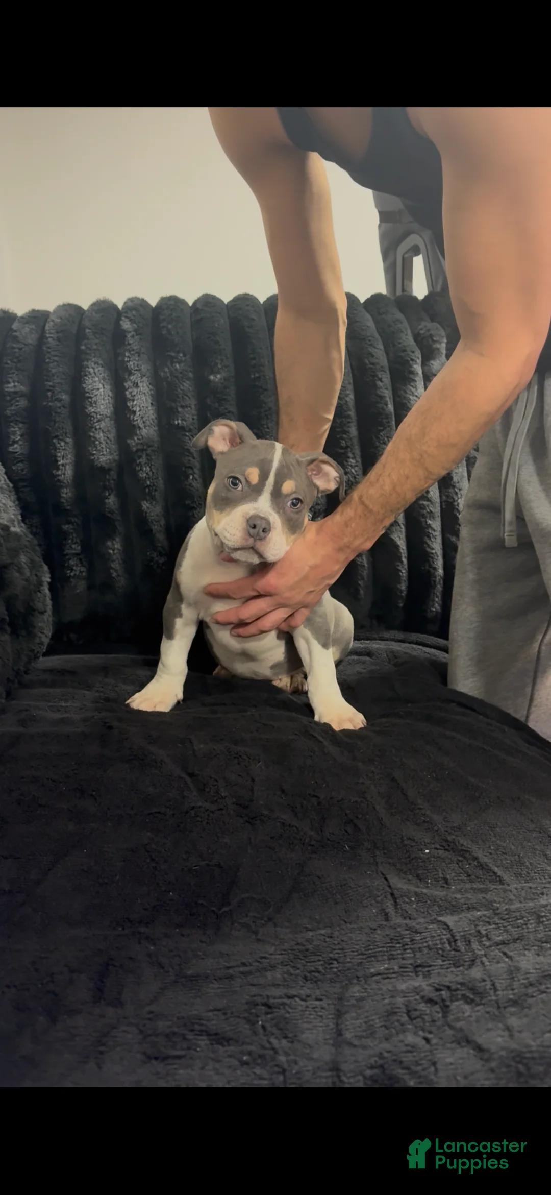 American Bully dogs for sale: American Bully Puppy 1 - Ad 1