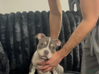 American Bully dogs American Bully Puppy 1 - Ad 14