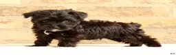 Yochon dogs for sale: Bandit - Ad 4